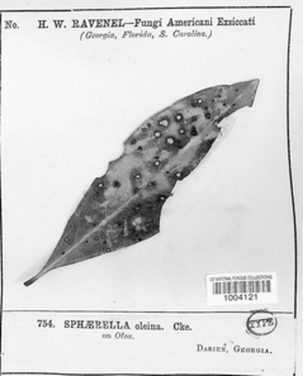 Sphaerella oleina image